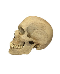 Hochwertiger Kunstschädel in Lebensgröße aus Polyurethan-Resin mit Ölpatina