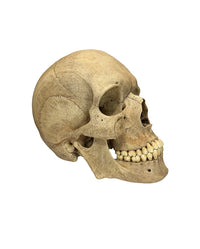 Detailgetreues Schädelreplikat mit exakt ausgearbeiteten Öffnungen und Konturen
