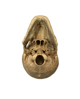 Wissenschaftlich präzises Schädelmodell in Museumsqualität