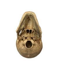 Wissenschaftlich präzises Schädelmodell in Museumsqualität