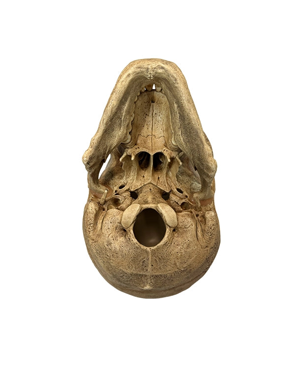 Wissenschaftlich präzises Schädelmodell in Museumsqualität