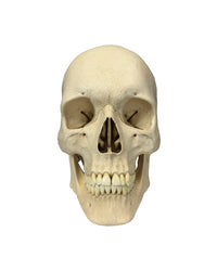 Lebensgroßes Premium Schädelmodell mit realistischer Anatomie und hoher Detailgenauigkeit