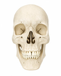 Replikat Schädelmodell Natur kaufen bei SWISSkulls dein Schädel Händler