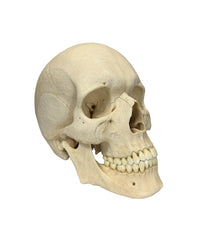 Lebensgroßes Premium-Schädelmodell mit realistischer Anatomie und hoher Detailgenauigkeit