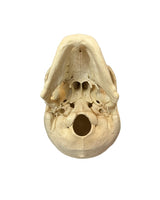 Detailgetreuer Kunstschädel in Lebensgröße mit präziser wissenschaftlicher Darstellung