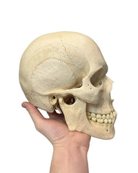 Hochwertiges Schädelmodell in Museumsqualität mit exakten Strukturen und Konturen