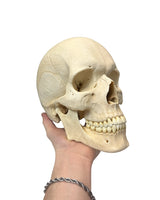 Anatomisch korrektes Schädelmodell in Lebensgröße für Ausbildung und Ausstellung