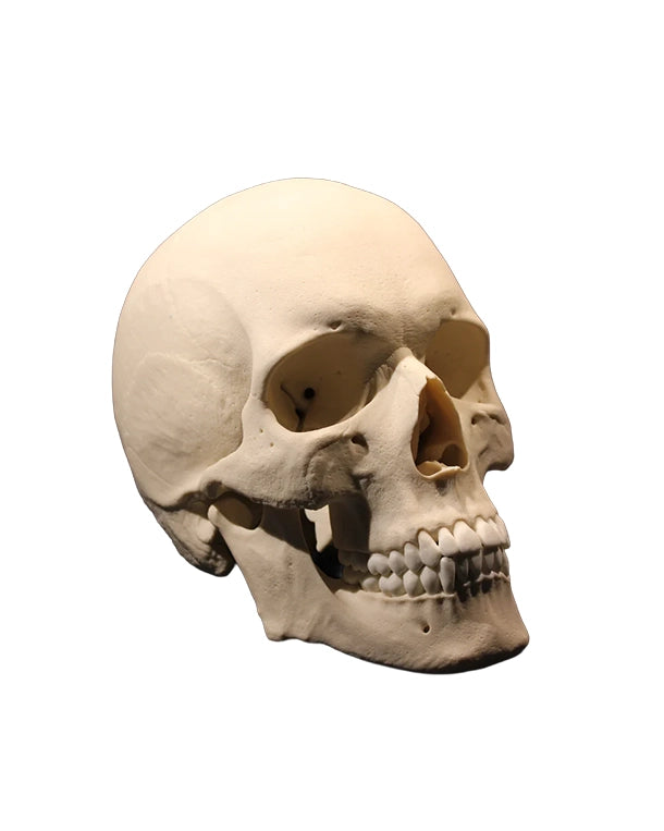 Replikat Schädelmodell Premium