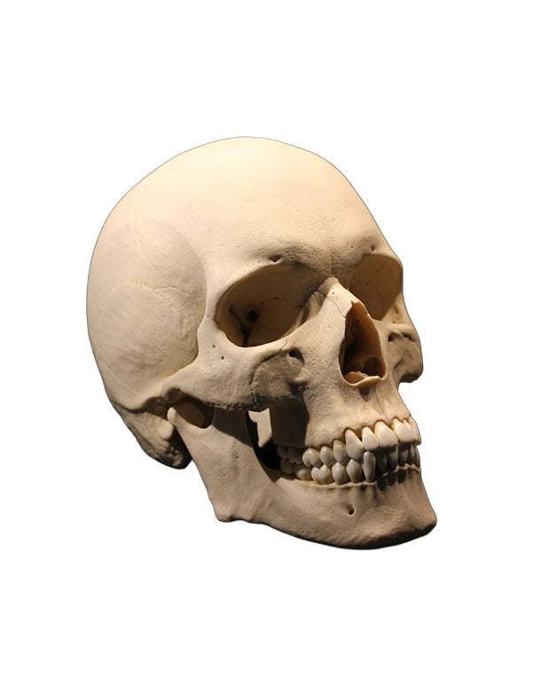 Replikat Schädelmodell Premium