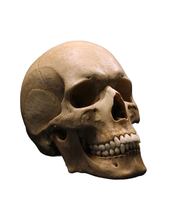Replikat Schädelmodell Premium
