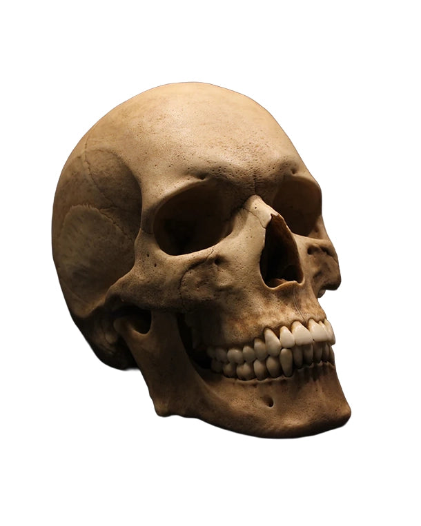 Replikat Schädelmodell Premium