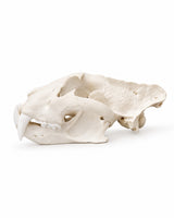 Detailgetreuer Schädelabguss eines Sibirischen Tigers mit abnehmbarem Unterkiefer für Anatomie, Forschung und naturkundliche Sammlungen.
