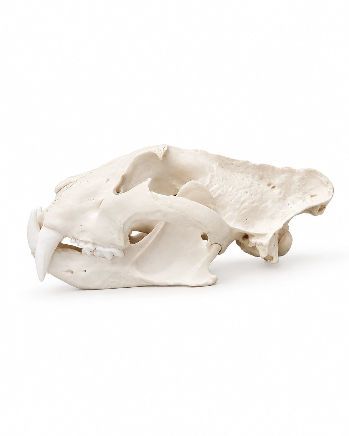 Detailgetreuer Schädelabguss eines Sibirischen Tigers mit abnehmbarem Unterkiefer für Anatomie, Forschung und naturkundliche Sammlungen.