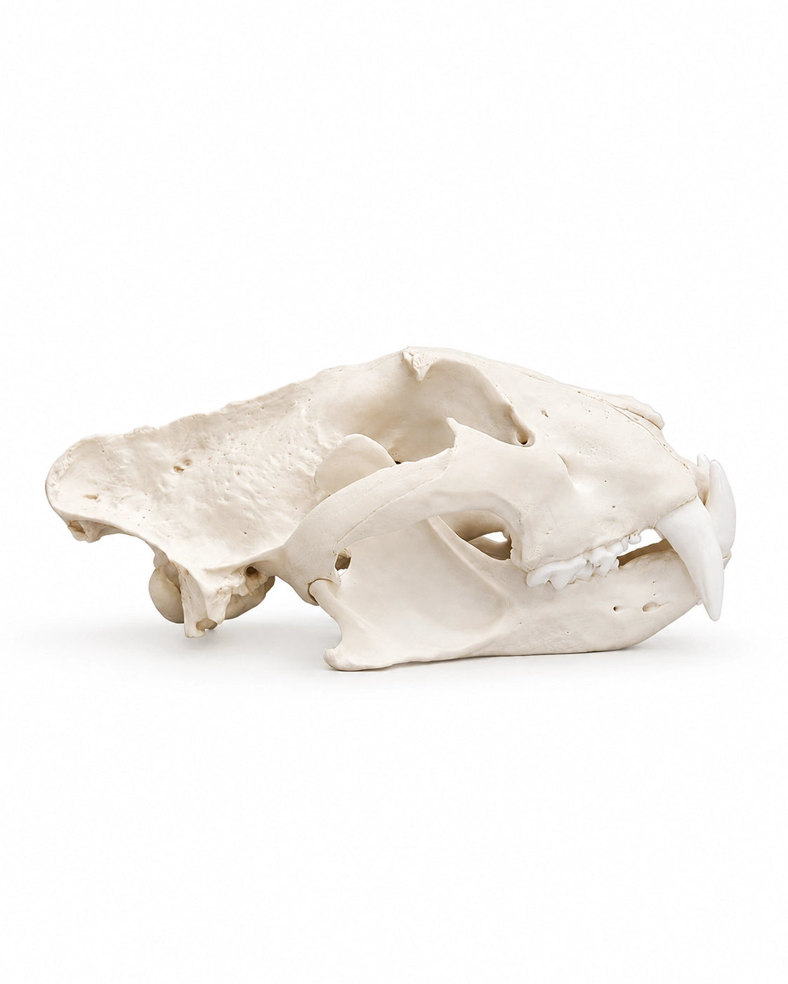 Anatomisches Modell eines Sibirischen Tiger Schädels (Panthera tigris altaica) in hochwertiger Museumsqualität.