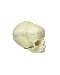 Medizinisches Schädelmodell eines 40-Wochen-Fetus mit detaillierten Suturen und Knöchelchen