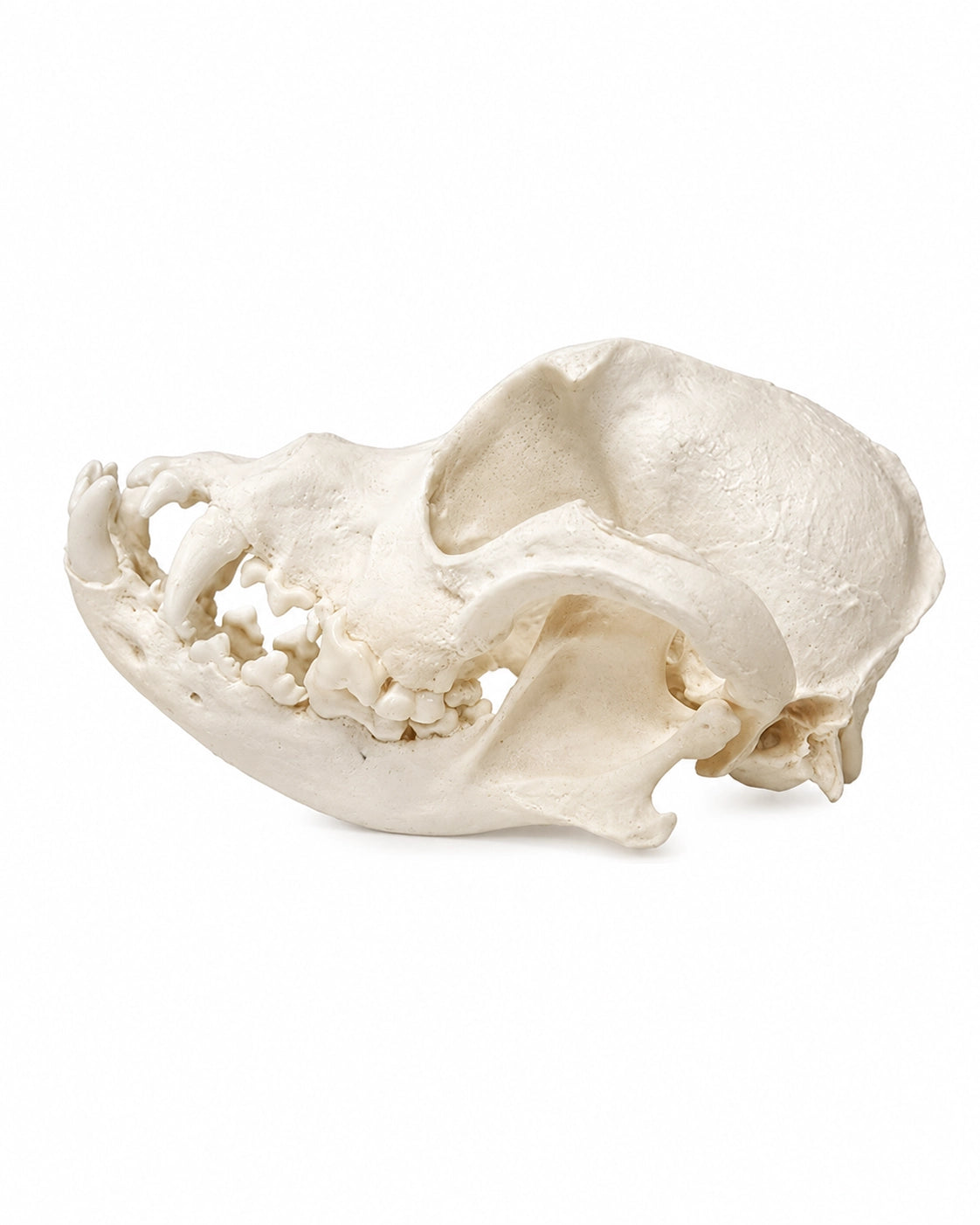 Detailgetreues Hundeschädel-Modell eines brachycephalen Hundes im Maßstab 1:1 mit abnehmbarem Unterkiefer zur Veranschaulichung anatomischer Besonderheiten und Fehlstellungen.