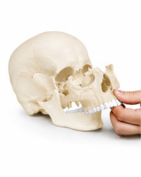 Replikat Osteopathie-Schädelmodell, 22-teilig, anatomische Ausführung kaufen von Erler Zimmer bei SWISSskulls