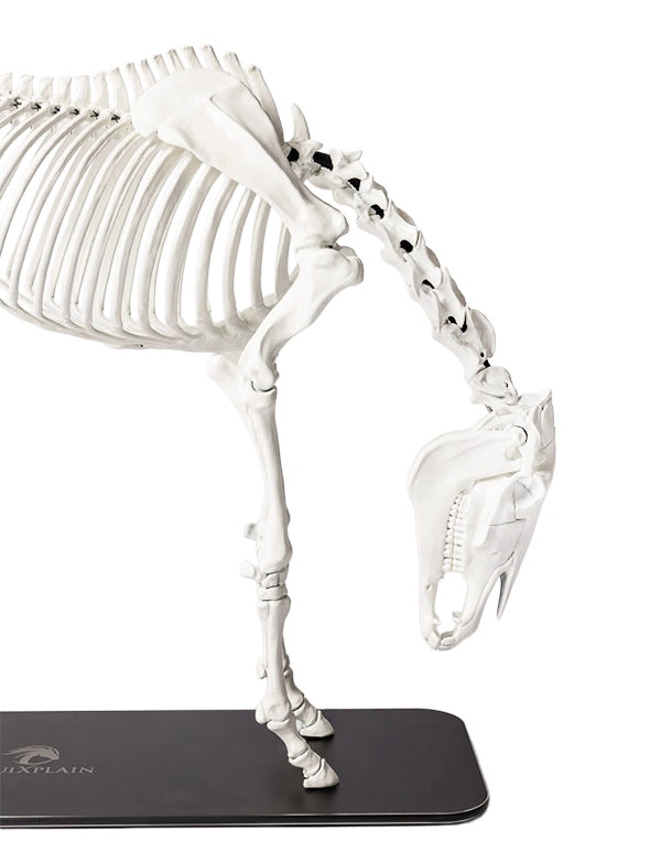 Detailreiches Pferdeskelett-Modell auf Grundplatte, anatomisch korrekt und für den professionellen Unterricht konzipiert.