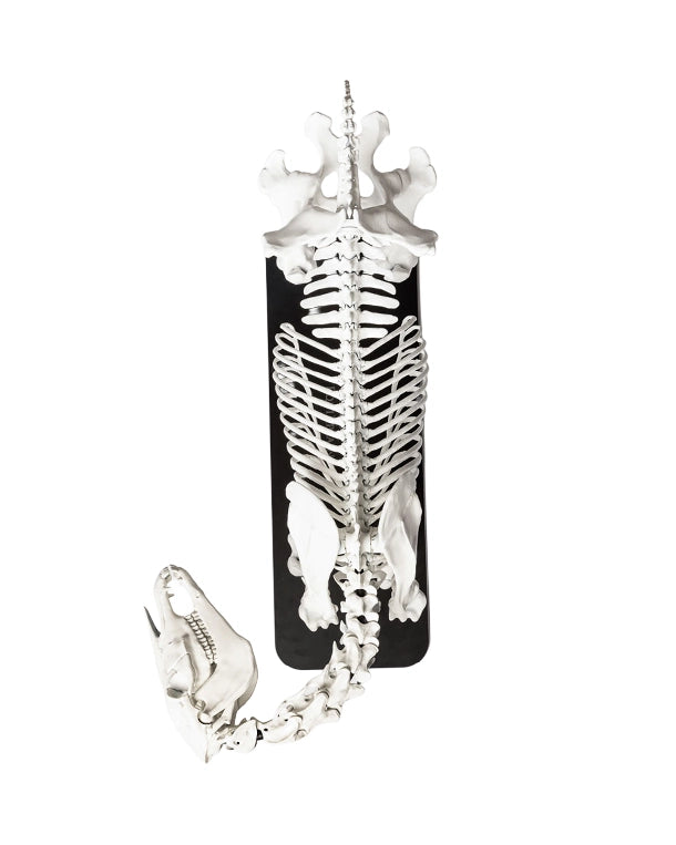 Realistisches Pferdeskelett-Modell mit Schädel, Wirbelsäule, Rippen und Gliedmaßen, ideal für Veterinärmedizin und Biomechanik.