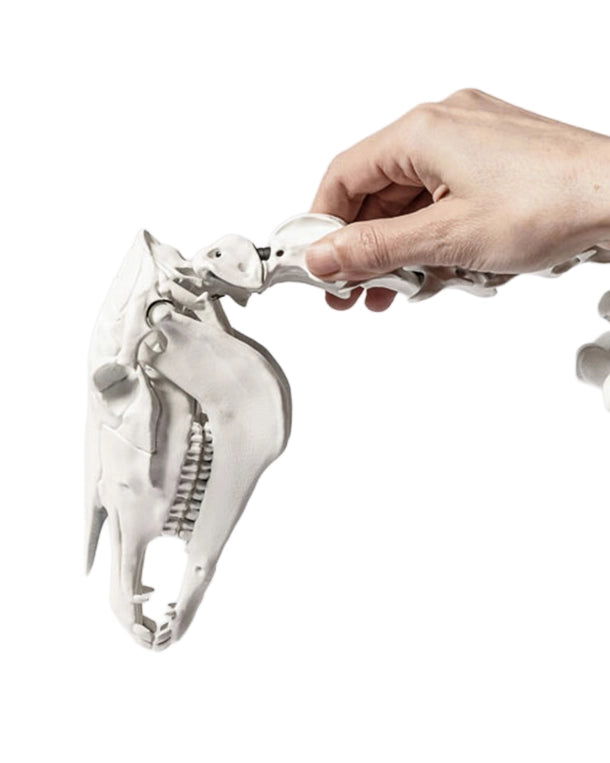 ransportables anatomisches Pferdeskelett mit beweglichen Elementen zur Demonstration von Gelenkstellungen und Bewegungsabläufen.