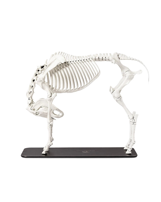 Hochpräzises Pferdeskelett-Lehrmodell aus Kunststoff, entwickelt nach Schweizer Qualitätsstandards für Ausbildung und Forschung.