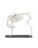 Hochpräzises Pferdeskelett-Lehrmodell aus Kunststoff, entwickelt nach Schweizer Qualitätsstandards für Ausbildung und Forschung.