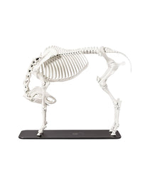 Hochpräzises Pferdeskelett-Lehrmodell aus Kunststoff, entwickelt nach Schweizer Qualitätsstandards für Ausbildung und Forschung.