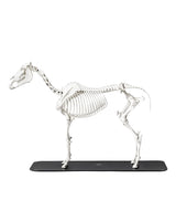 Anatomisches Pferdeskelett-Modell mit beweglichen Gelenken auf Sockel, detailgetreue Darstellung der vollständigen Knochenstruktur.