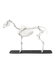 Anatomisches Pferdeskelett-Modell mit beweglichen Gelenken auf Sockel, detailgetreue Darstellung der vollständigen Knochenstruktur.