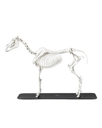Anatomisches Pferdeskelett-Modell mit beweglichen Gelenken auf Sockel, detailgetreue Darstellung der vollständigen Knochenstruktur.