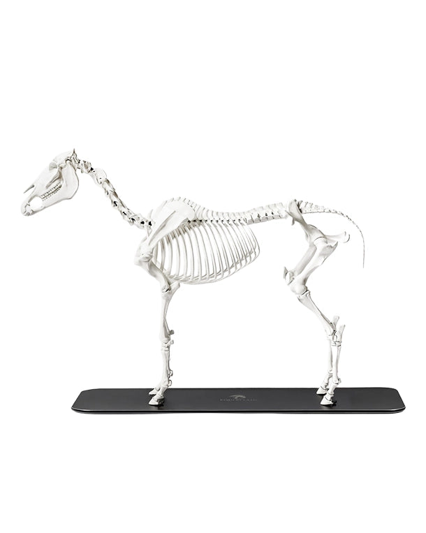 Anatomisches Pferdeskelett-Modell mit beweglichen Gelenken auf Sockel, detailgetreue Darstellung der vollständigen Knochenstruktur.