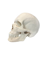 Replikat Schädelmodell