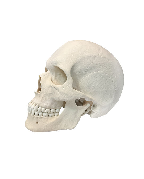 Replikat Schädelmodell