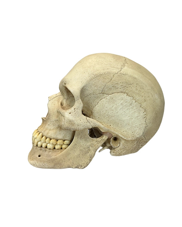 Replikat Schädelmodell