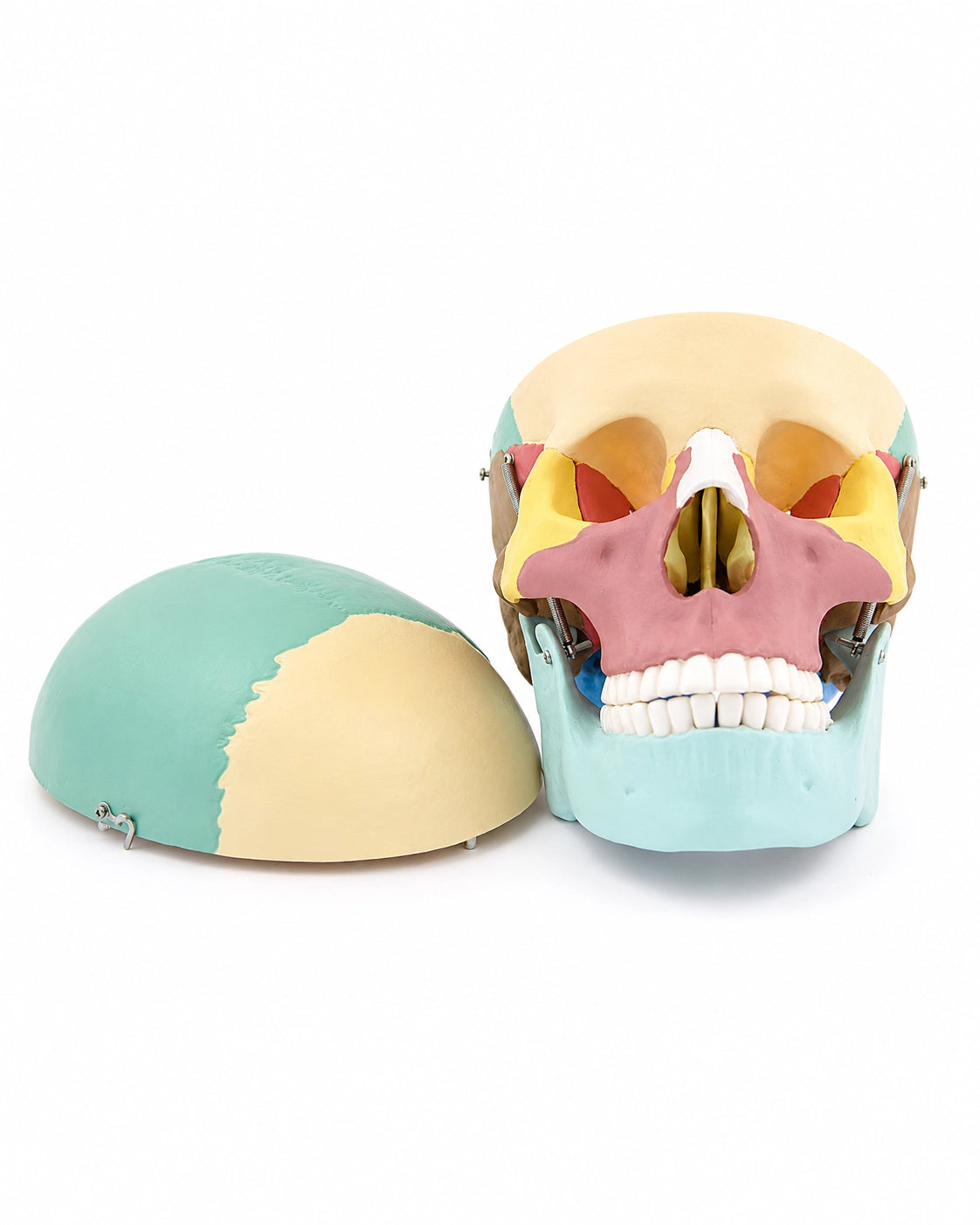 Replikat Schädelmodell Kolloriert und zerlegbar kaufen bei SWISskulls