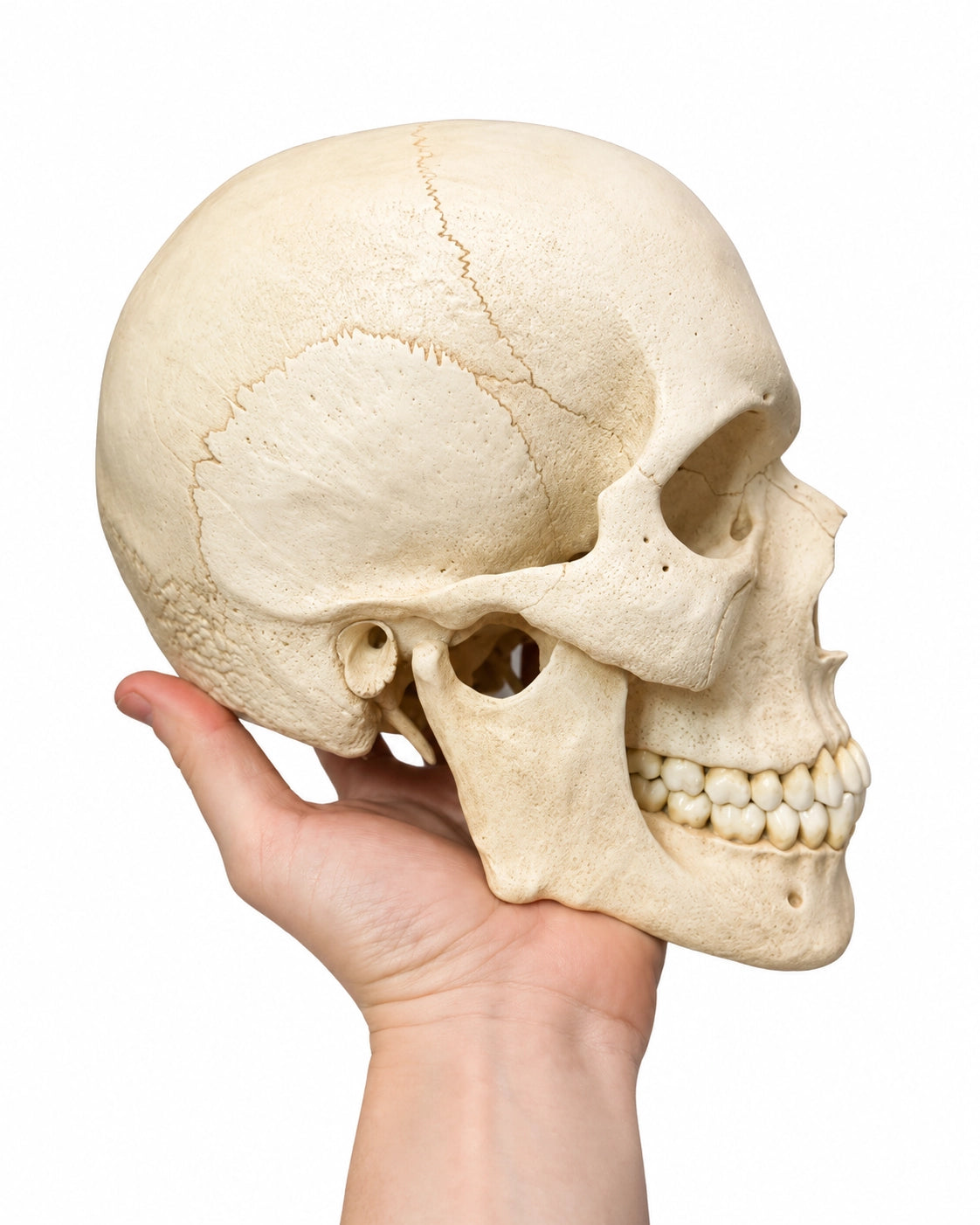Replikat Schädelmodell Natur kaufen bei SWISSkulls dein Schädel Händler