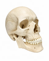 Replikat Schädelmodell Natur kaufen bei SWISSkulls dein Schädel Händler