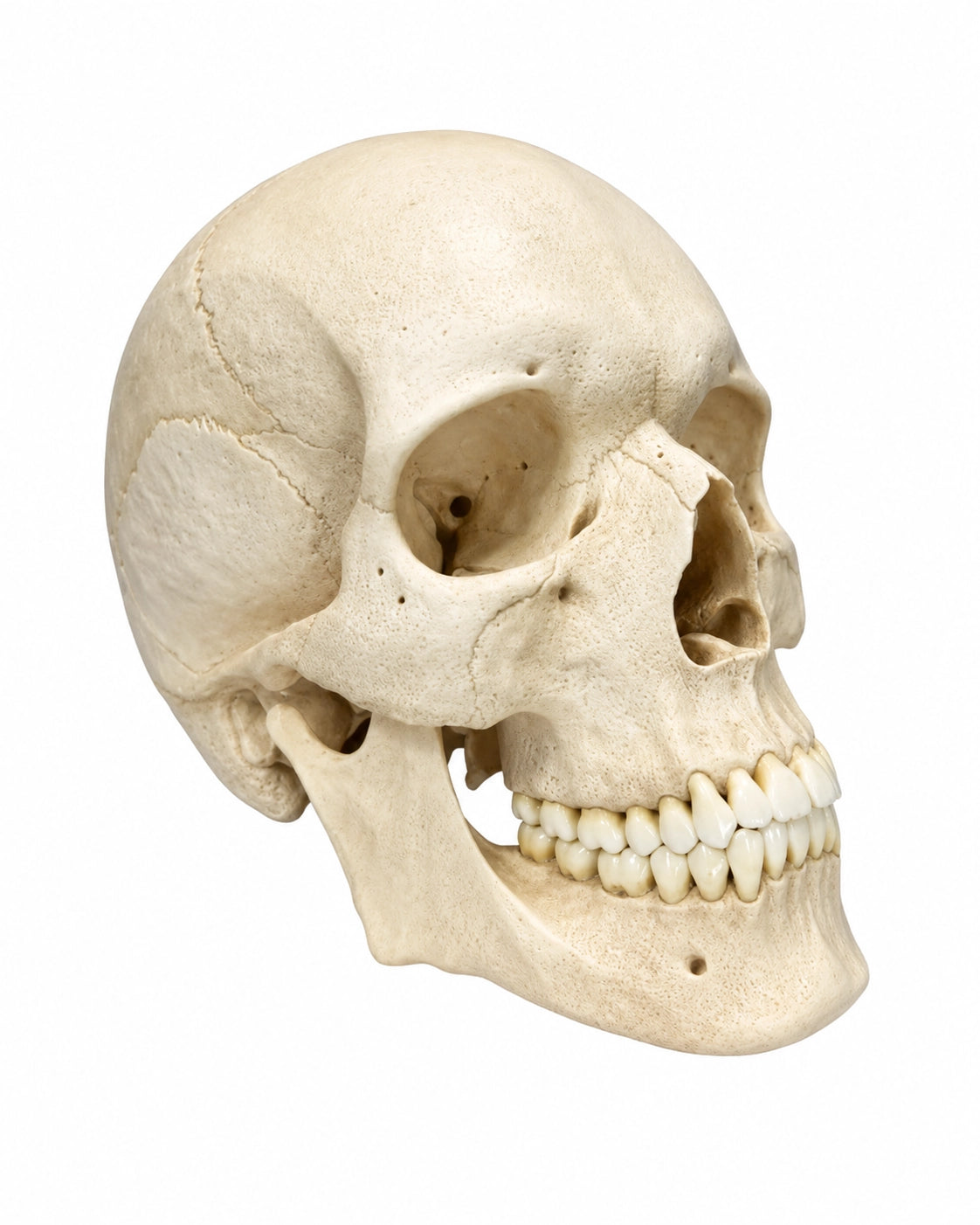 Replikat Schädelmodell Natur kaufen bei SWISSkulls dein Schädel Händler