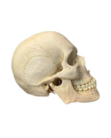 Replikat Schädelmodell