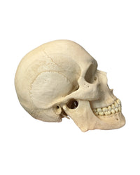 Replikat Schädelmodell