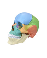 Osteopathie Trainings Schädelmodell realistische Anatomie