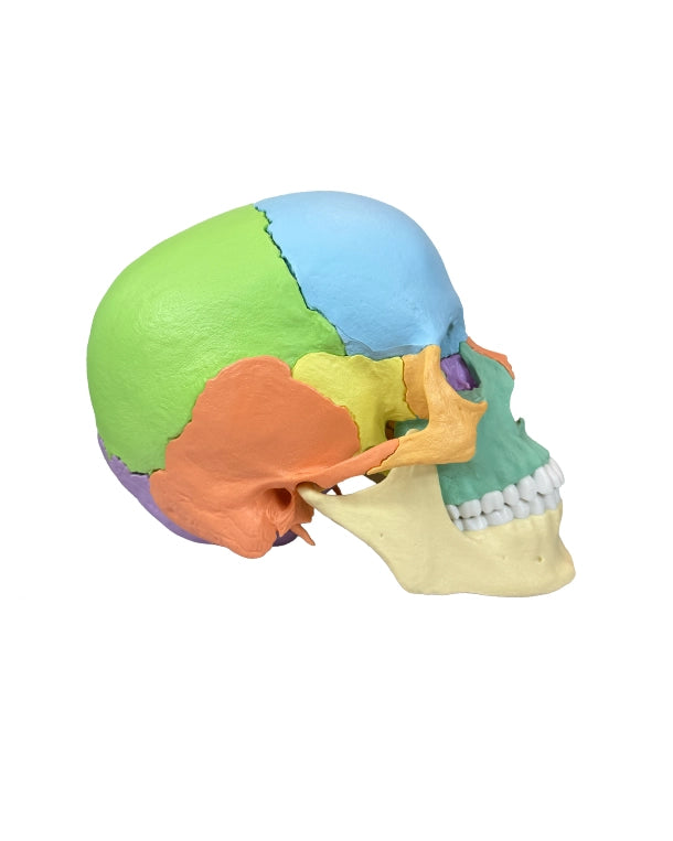 Zerlegbarer Erwachsenenschädel anatomisches Lehrmodell