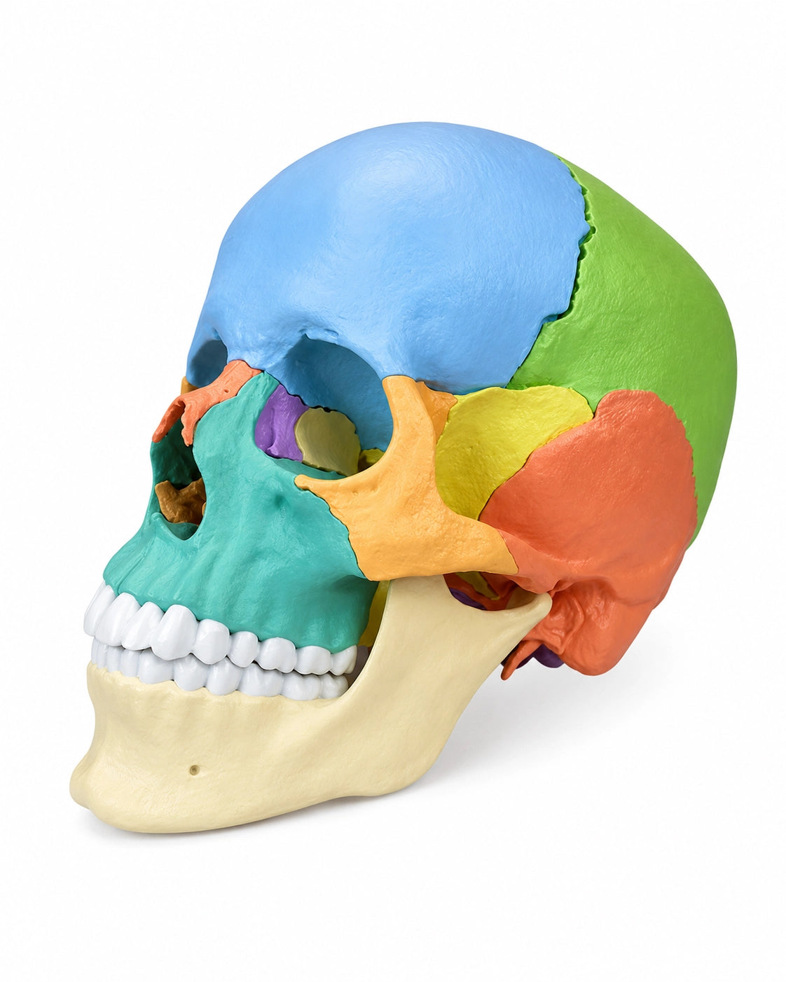 Osteopathie-Schädelmodell, 22-teilig, didaktische Ausführung kaufen von Erler Zimmer bei SWISSkulls