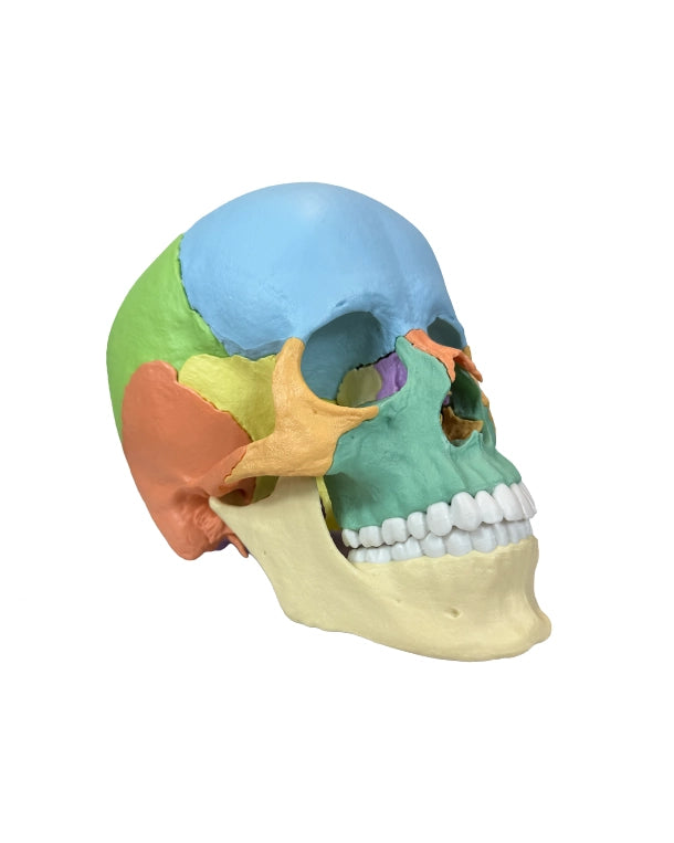 Detailgetreuer menschlicher Schädel mit Magnetverbindungen