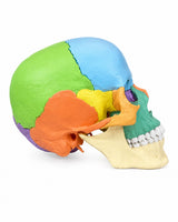 Osteopathie-Schädelmodell, 22-teilig, didaktische Ausführung kaufen von Erler Zimmer bei SWISSkulls