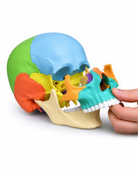 Osteopathie-Schädelmodell, 22-teilig, didaktische Ausführung kaufen von Erler Zimmer bei SWISSkulls
