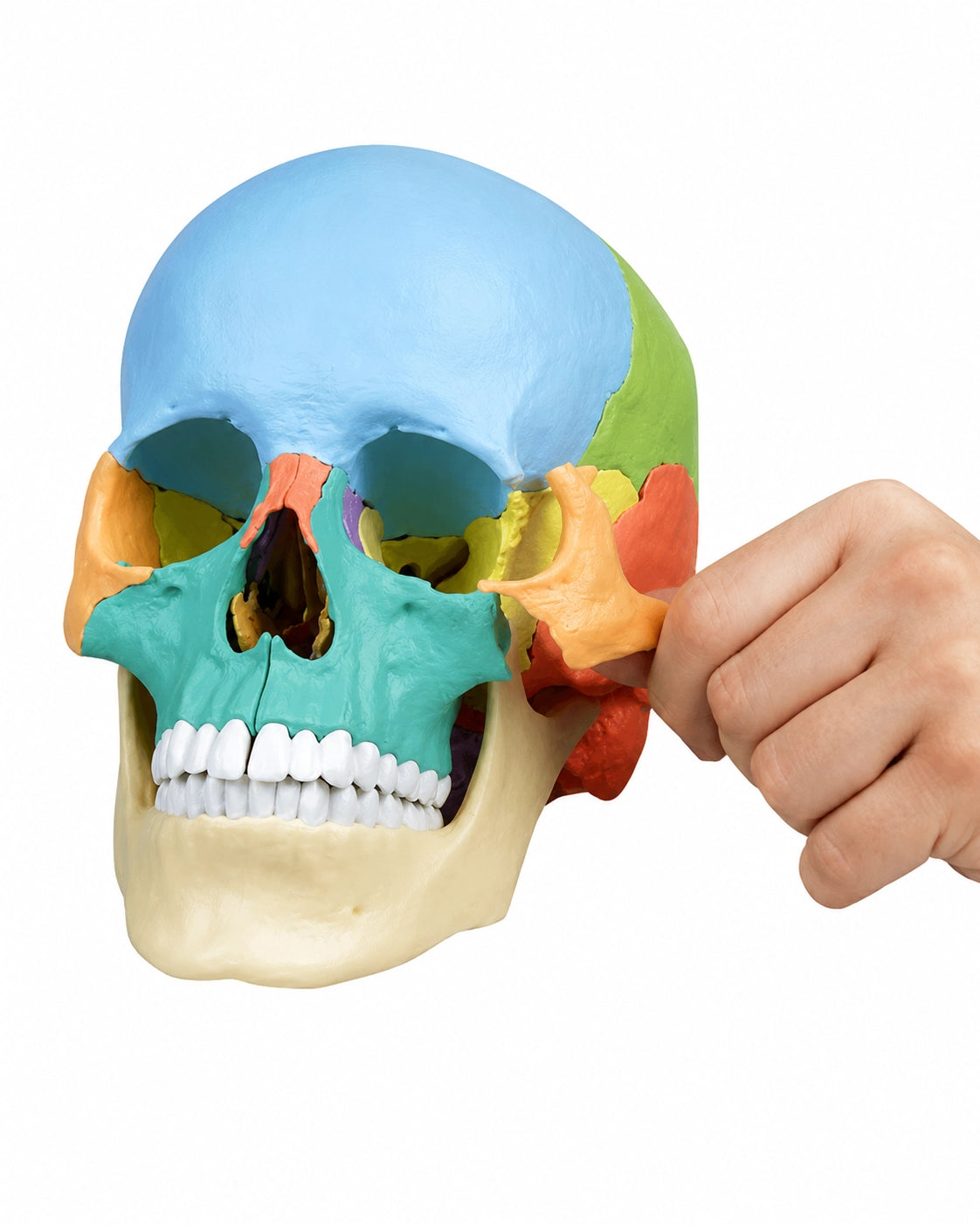 Osteopathie-Schädelmodell, 22-teilig, didaktische Ausführung kaufen von Erler Zimmer bei SWISSkulls