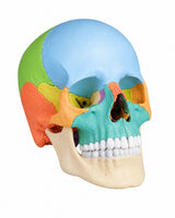 Osteopathie-Schädelmodell, 22-teilig, didaktische Ausführung kaufen von Erler Zimmer bei SWISSkulls