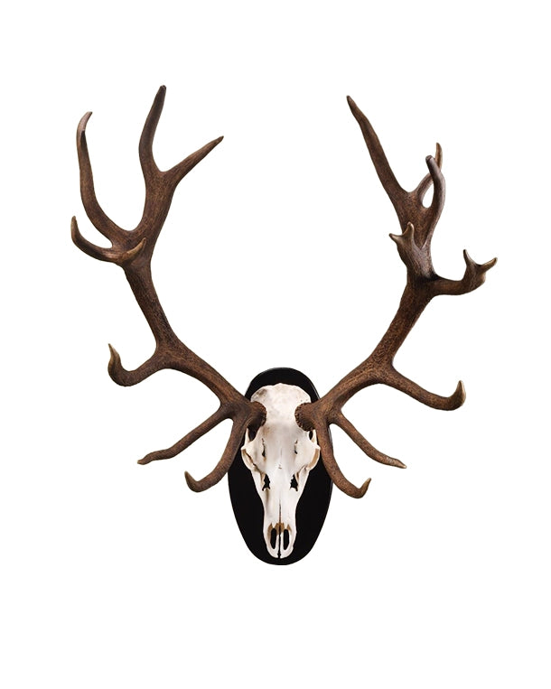 Echte Rothirsch Trophäe