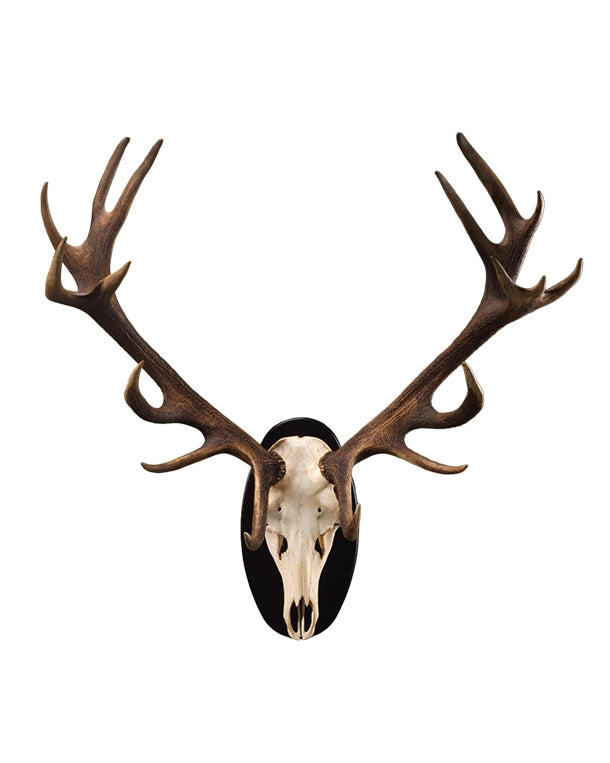 Echte Rothirsch Trophäe